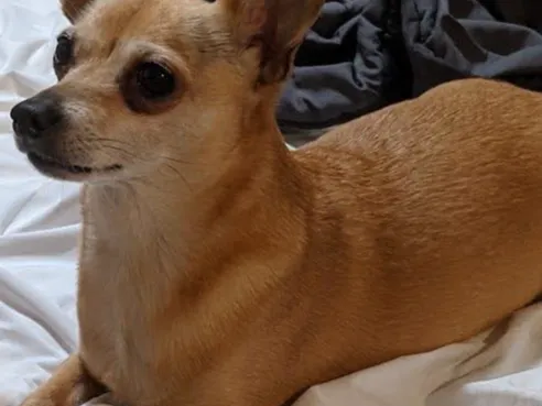 little dog laydown