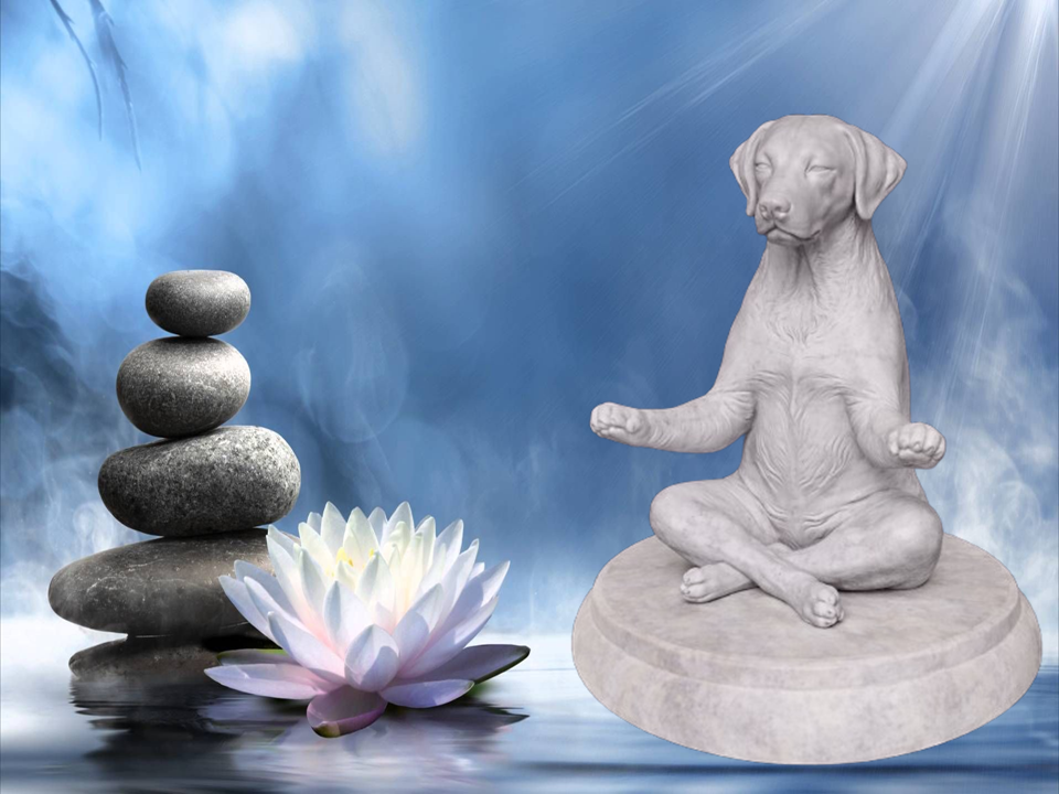 Zen Dog - German Shorthair Pointer
