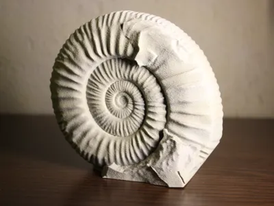 Ammonite fossil