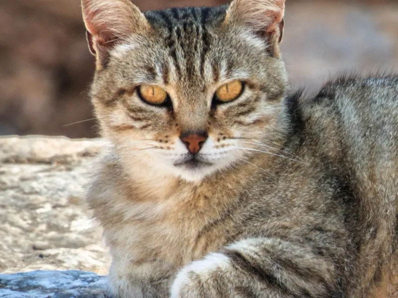 gatto statua