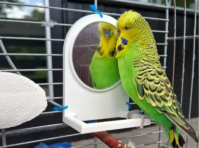 Birdcage mirror
