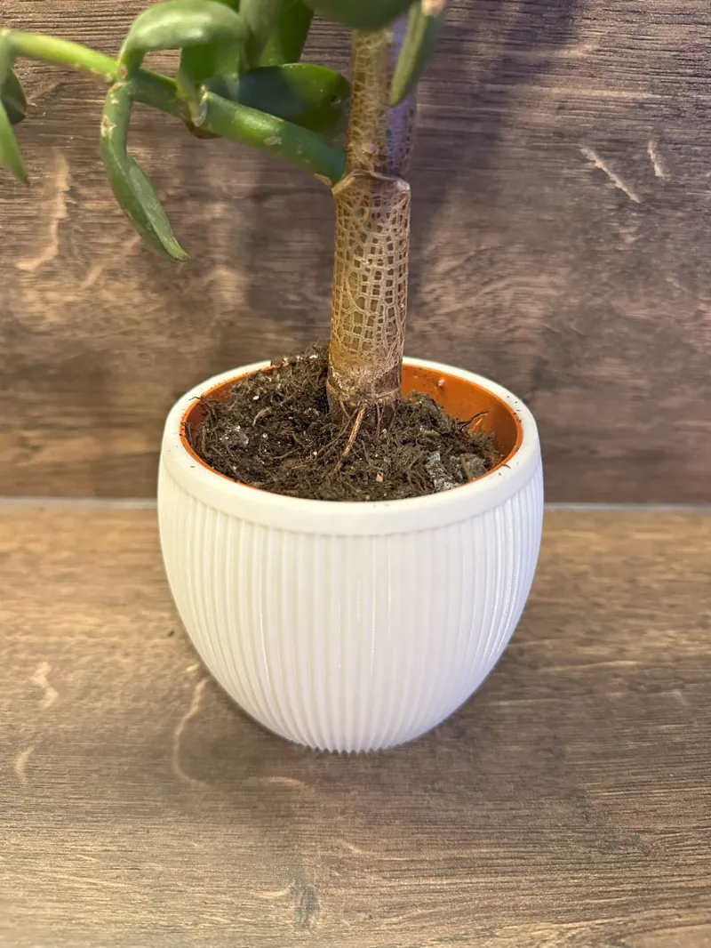 Plant Pot "Grooves"