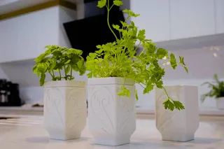 Self-watering Herb Planter for the kitchen