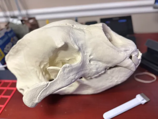 https://makerworld.bblmw.com/makerworld/model/USc970b5cce25076/design/25b5458d757ae092.jpg
