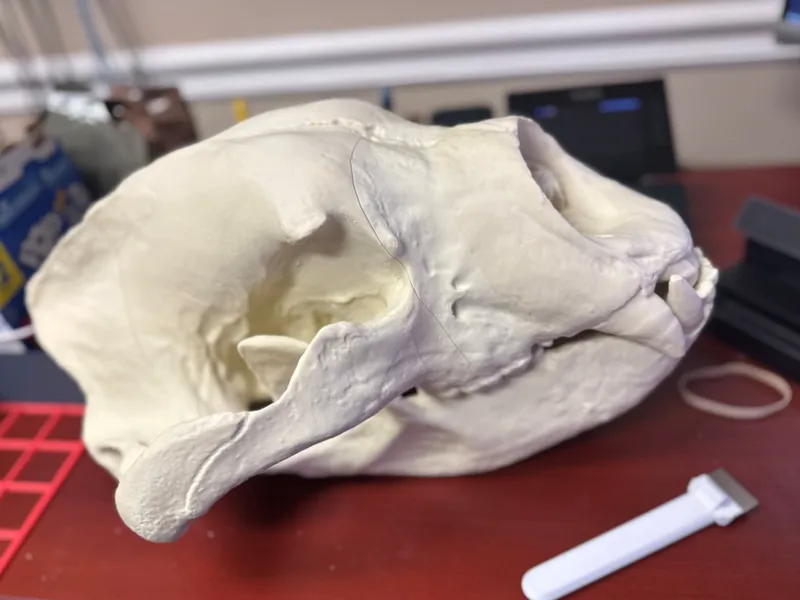 Ice Age, Giant cave bear skull, Fossil scan