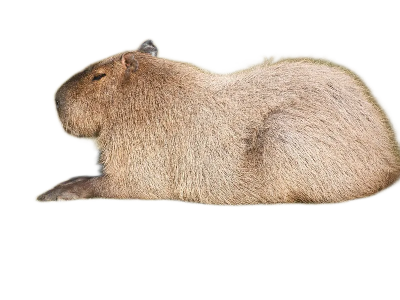 capabara