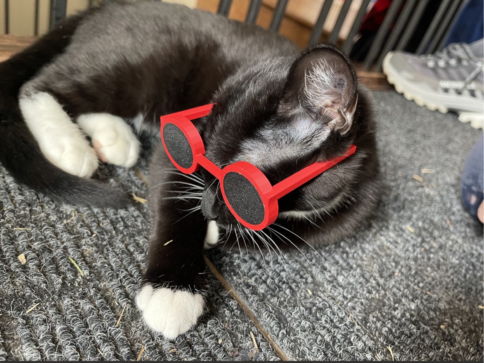 Cat Shades 