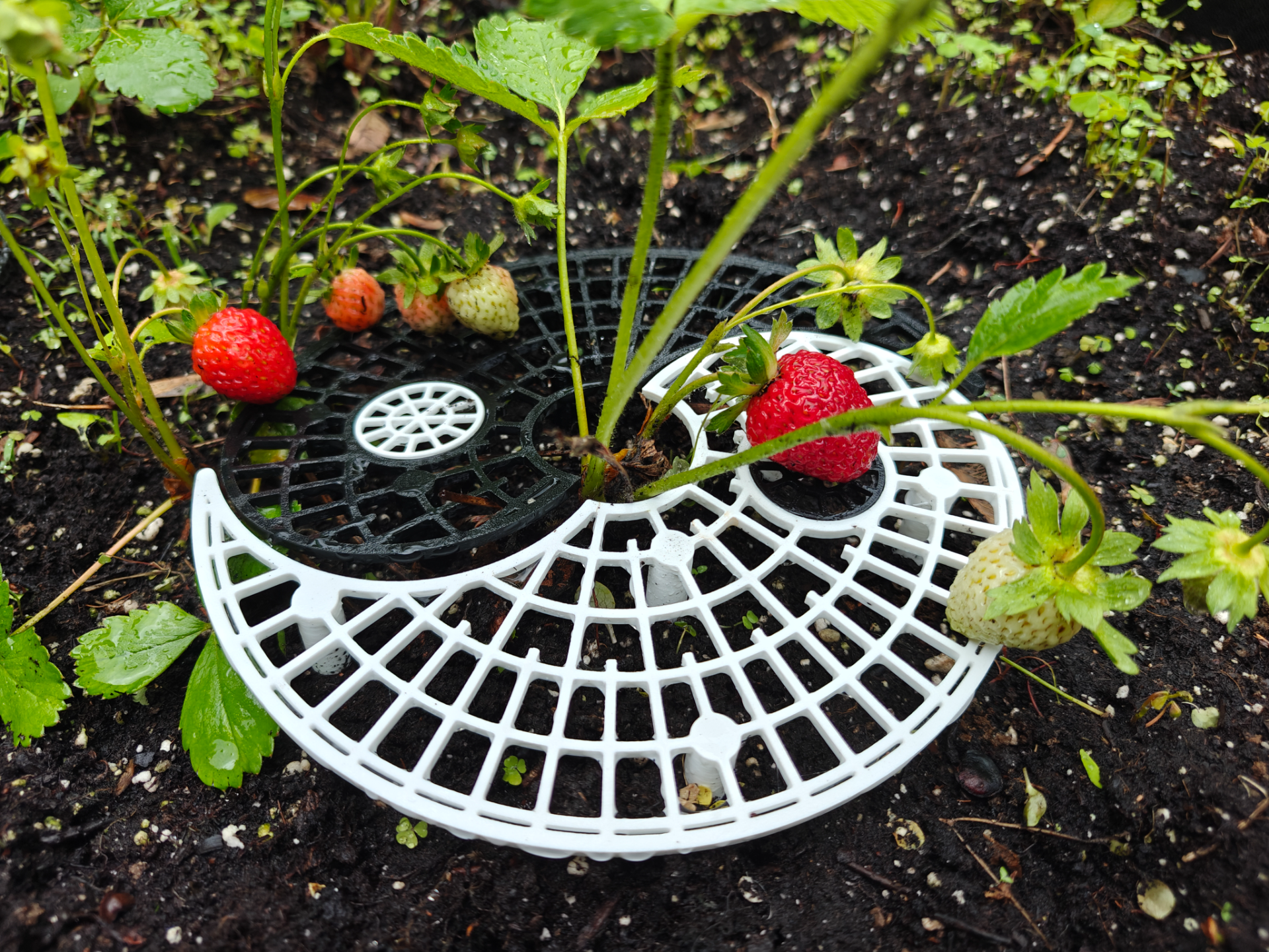 Yin-Yang Strawberry Support - 2 colors