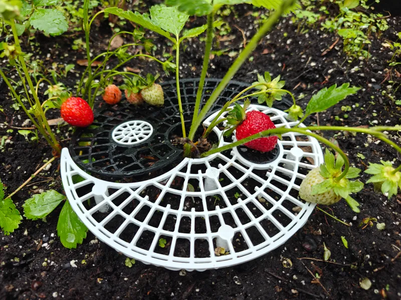 Yin-Yang Strawberry Support - 2 colors