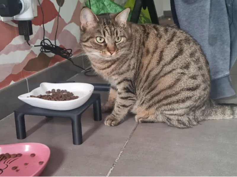 Réhausseur pour gamelle de chat