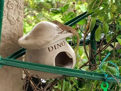 Mushroom hide/house for small critters and lizards
