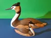 Great Crested Grebe – multicolor – life sized – A1