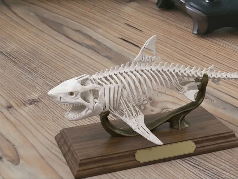 great white shark