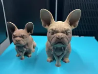 Figurine de bouledogue français — photo 2