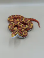 4 Colors - 0.2mm layer, 3 walls, 12% infill