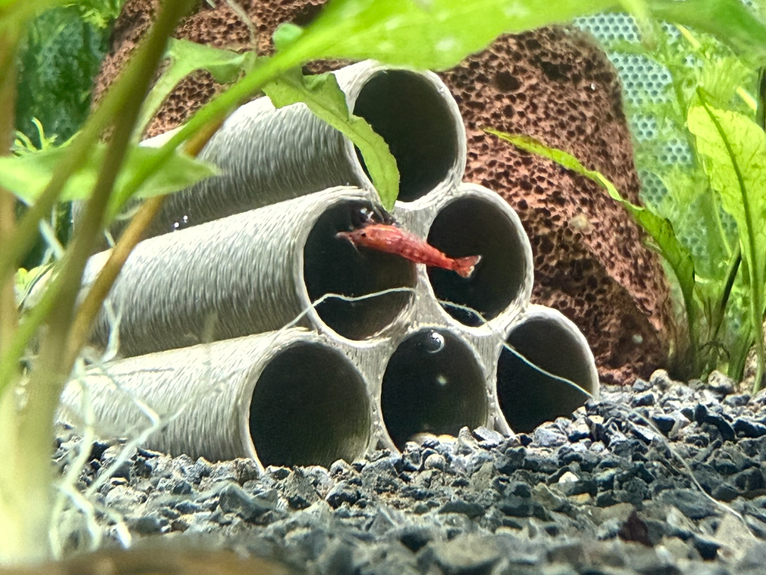 Natural Shrimp Cave - Tube Shelter for Neocaridina