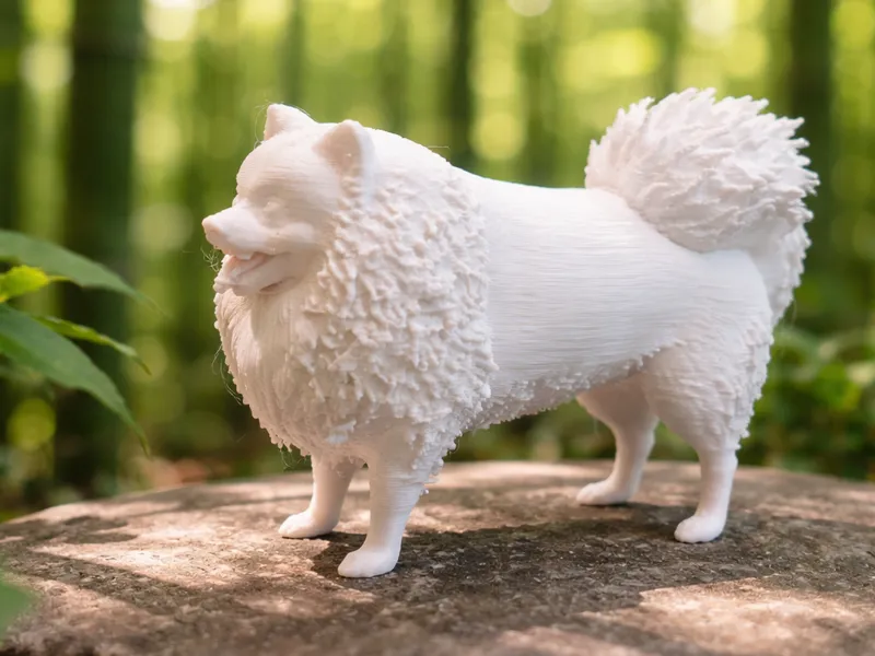 Kleinspitz - Spitz Hund - Spitz - Zwergspitz