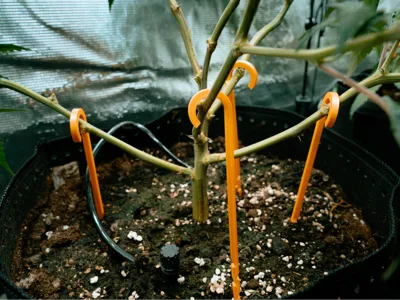 Grow Hook LST Training 20cm