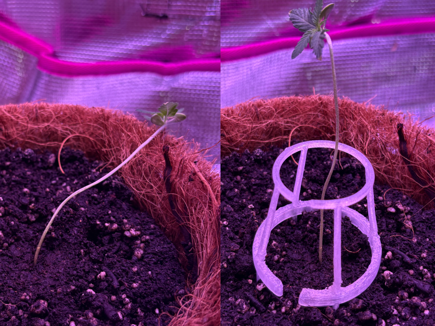 Seedling Crib 1x/3x/5x/9x