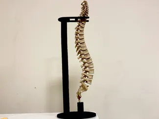 Anatomia colonna vertebrale 