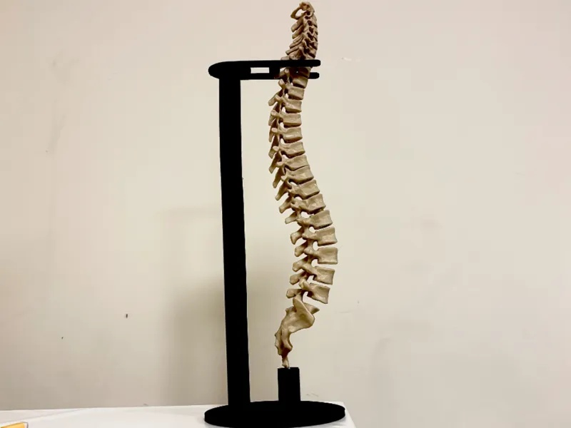 Anatomia colonna vertebrale 