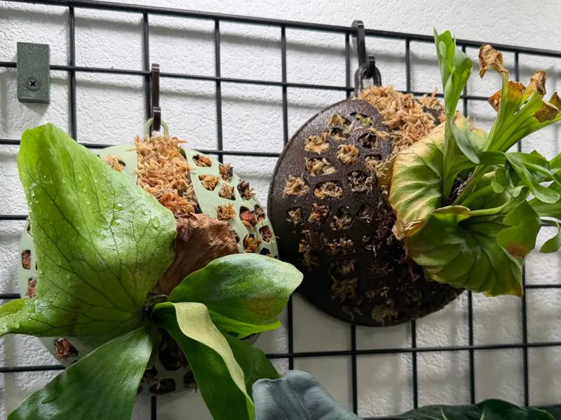 Platycerium spherical pot