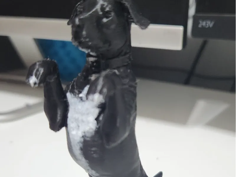 labrador de pies