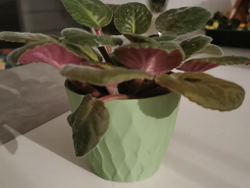 Blumentopf (Übertopf)
