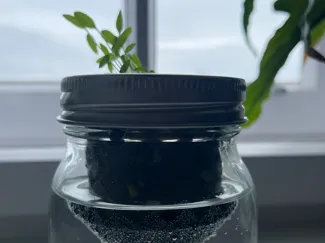 Mason jar hydroponic cup / net cup