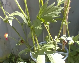 Plant Holder