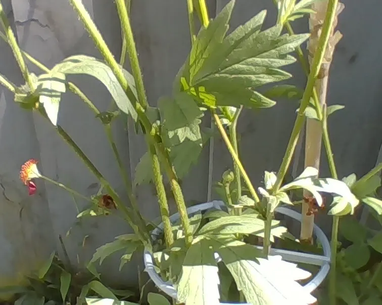 Plant Holder