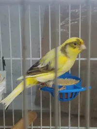 Mangeoire à œuf pour oiseaux d'élevage — photo 3