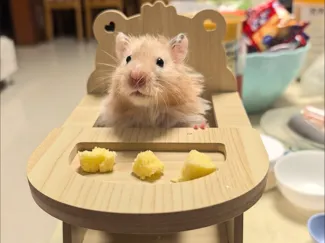 仓鼠网红餐桌椅