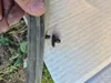 0.2mm layer, 3 walls, 30% infill