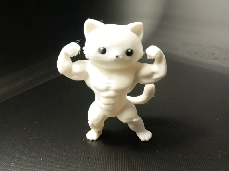 Muskelkater, Bodybuilder cat , Katze