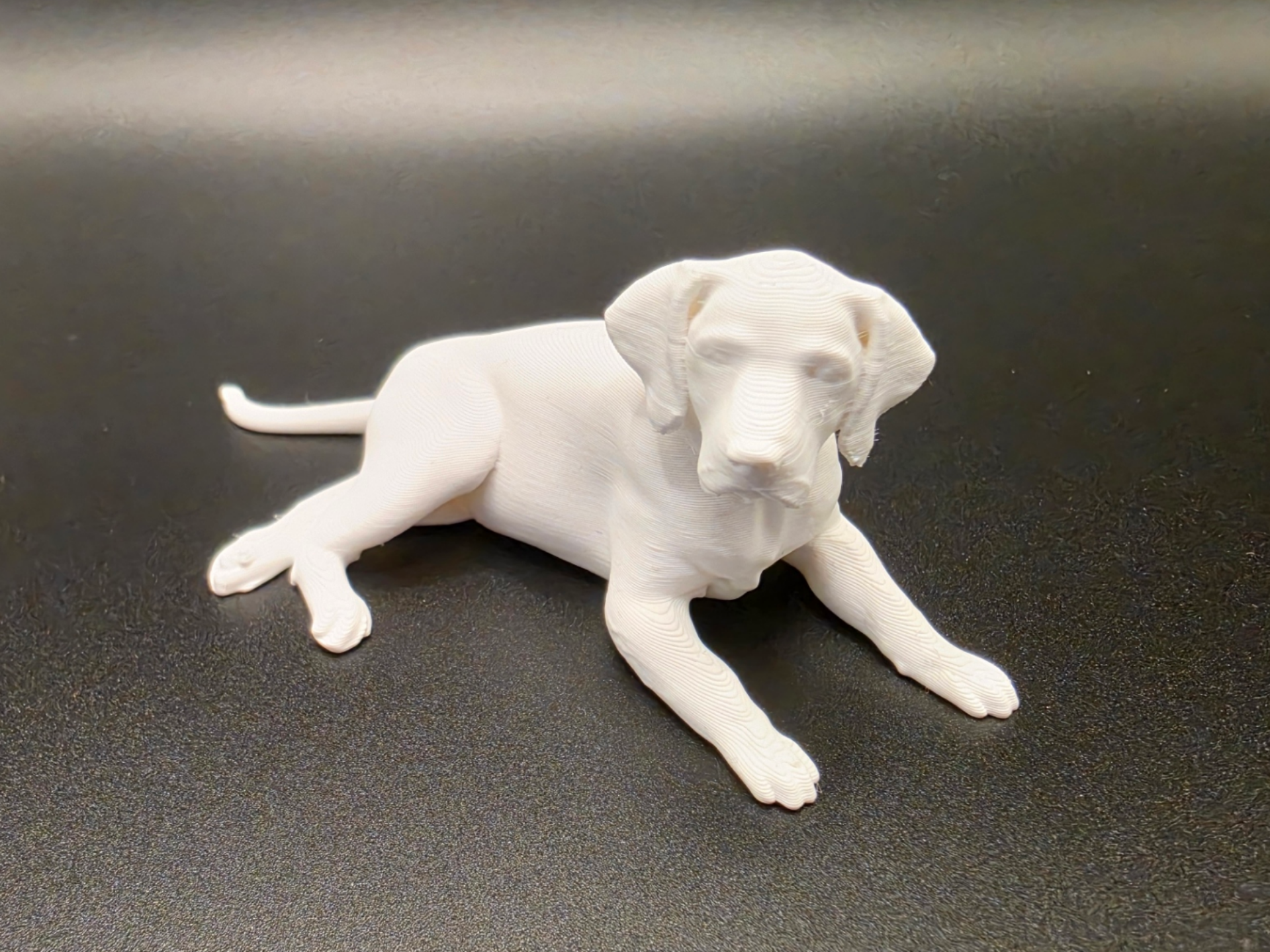 Labrador Retriever – Lying Dog | Realistic