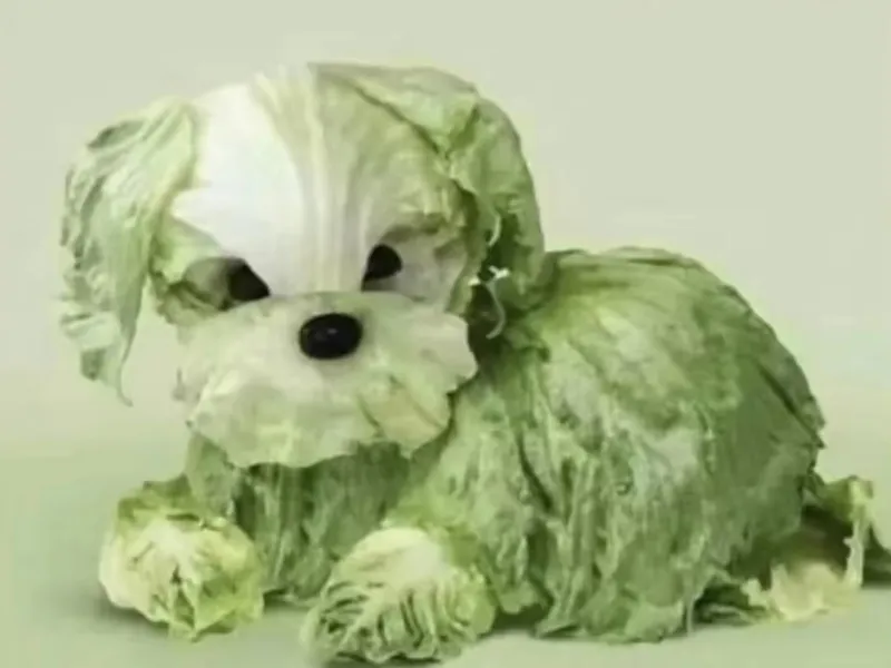 dog 菜狗