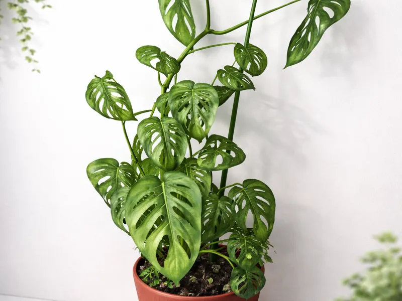 Tuteur Plante Modulable
