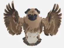 Pug-eagle