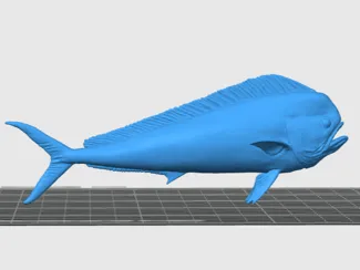 Mahi Mahi Fish (Coryphaena hippurus)