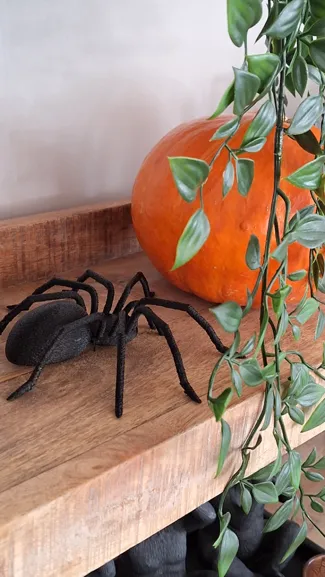 Spider Halloween Updated Model