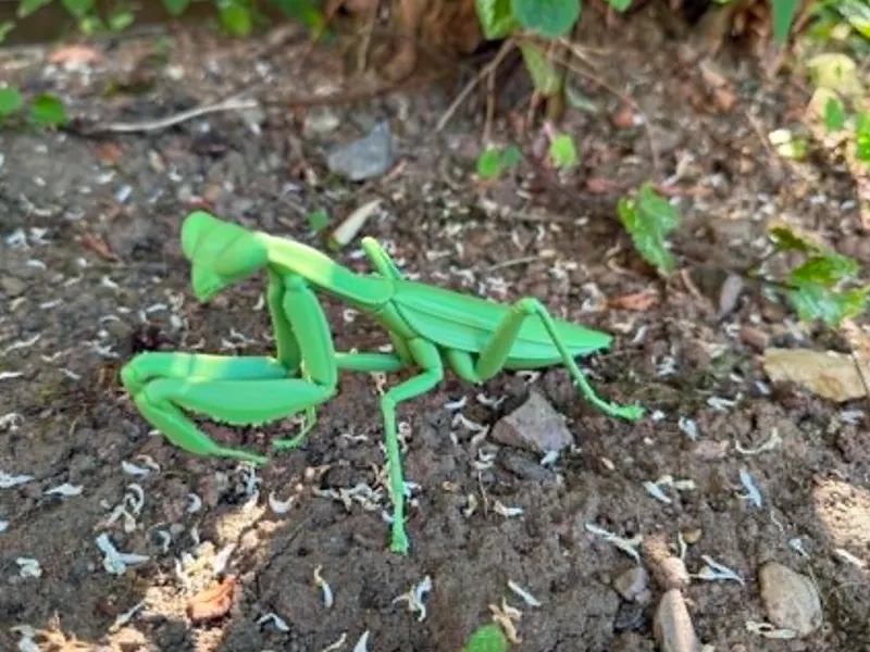 Insect Praying Mantis