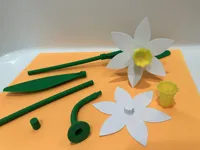 Daffodil & Stem-No AMS-Multicolor