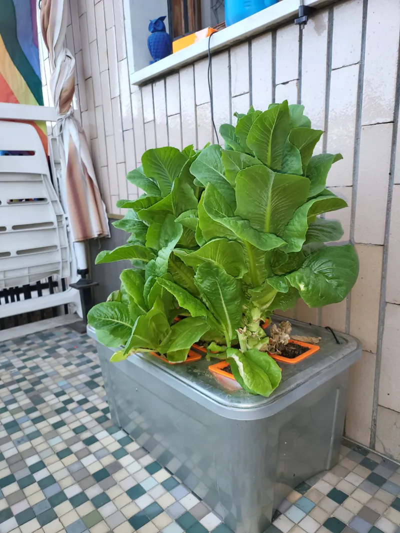 Hydroponic Vase