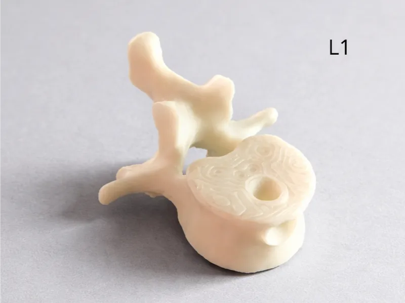 L1 Lumbar Vertebra Keychain – Anatomy Spine Model