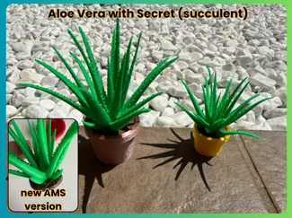Aloe Plant with Secret (succulent)