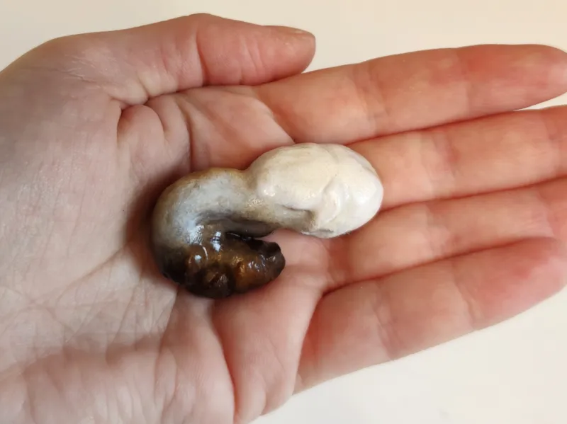 Bird poop - Fecal sac - Educational Model & toy