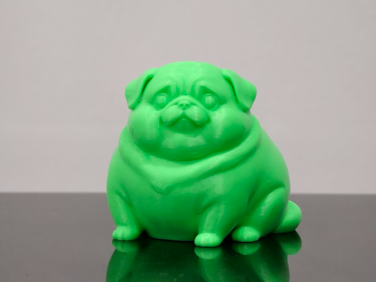 Cute Chonky Pug Dog