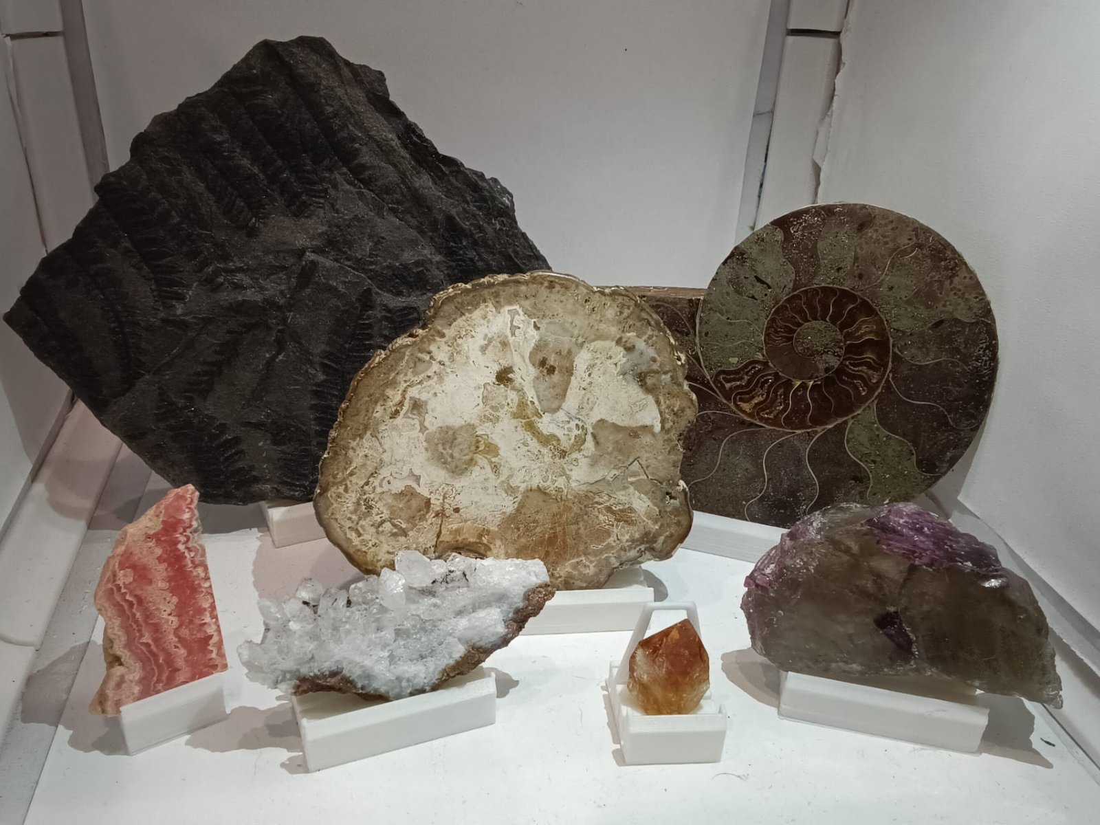 Espositore regolabile minerali-fossili-geodi 