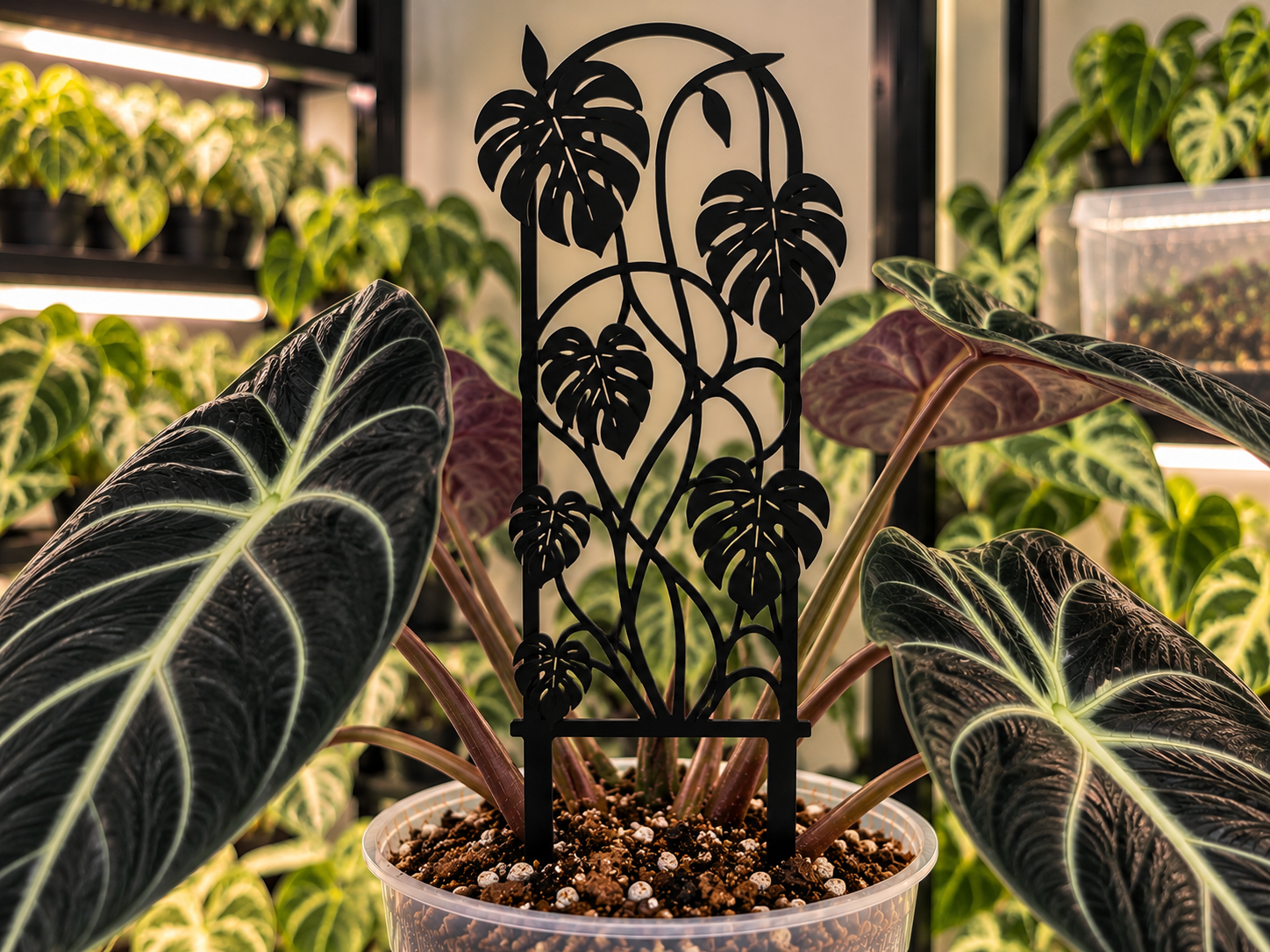 Monstera Trellis - 1